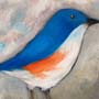 bluebird in winter